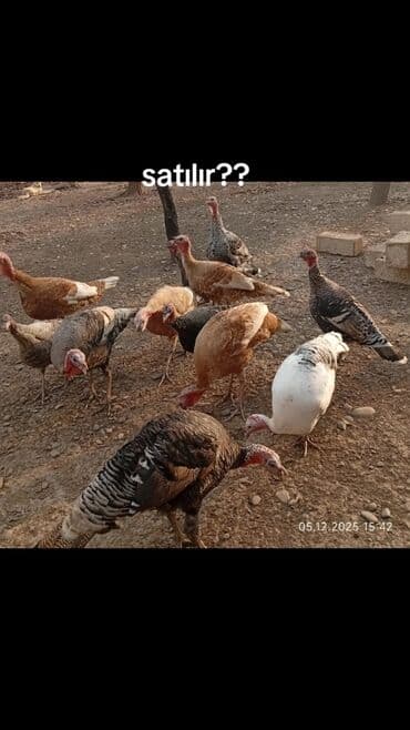 çəpiş əti: Erkək, Damazlıq — 2