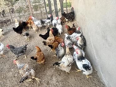 qusar heyvan satışı: 5 Ay Yarımlıq Kənd Çolpaları Satılır. Xoruzları 1.450-1.500 — 9