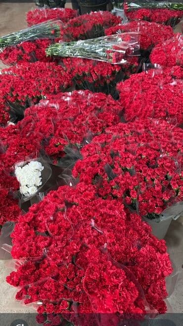 topdan gül satışı: Qərənfil güllərinin topdan satışı — 5