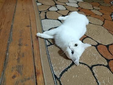 ağ haski: Dişi, Yaxşı əllərə — 8