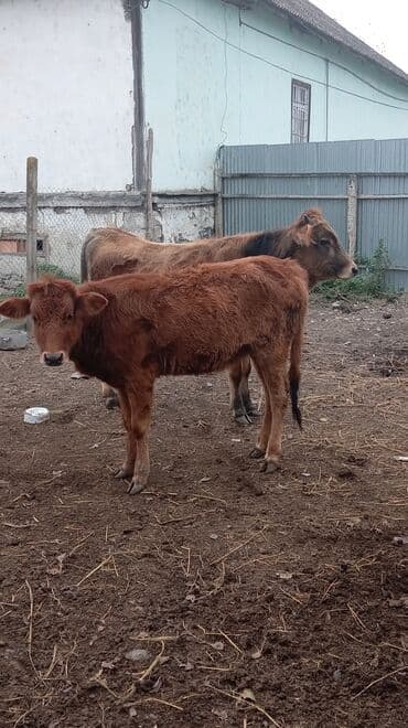 yeher satisi: Satılır: dana qrupu - Növ: yerli cins dana (ətlik istiqamət) - Say: 4 — 4