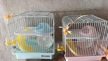 norka heyvan: Yeni 2mərtəbəli qəfəs 2xomyak ağ və boz🐭 qəfəsin içində Fırlanan çarxı — 2