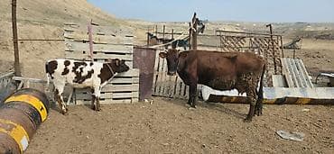 inek satislari: Satılır: inək və buzovlar salam hər vaxtı xeyir olsun bu şəkildə — 4
