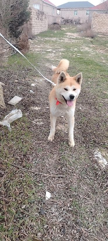 haski itleri haqqinda: Akita-inu — 2