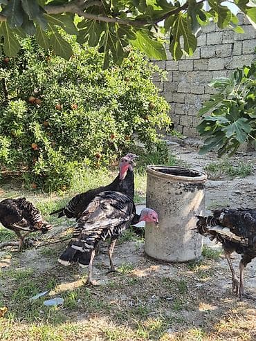 hind guşu: Salamaleykum qiymet iki gün ücün, keçərlidir.tek satilmir. iki dənə — 9