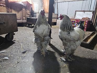 Heyvanlar: Xoruz, Brama, il: 1, Ünvandan götürmə — 7