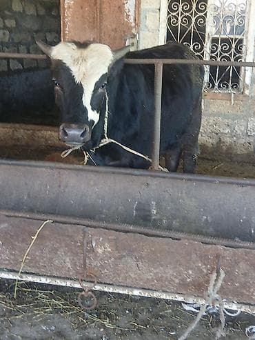 erkek quzular: Salam aleykum əvvəla 2 dənə dişi 4 dənə erkək danadı istiyən olsa — 7