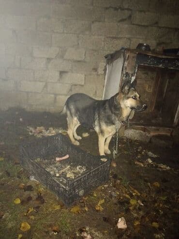 Alman çoban iti, 1 il, Dişi, Peyvəndli, Ünvandan götürmə lalafo.az -da Alman çoban iti, 1 il, Dişi, Peyvəndli, Ünvandan götürmə