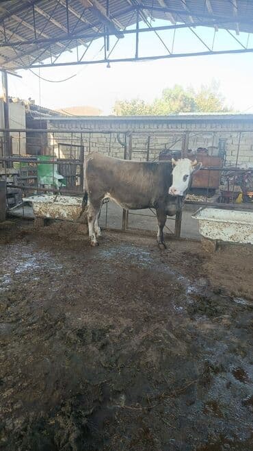 smental inekler: Bu duye satilir . 5 ayi ayin 18 I tamam olur yoxlatmiwam ata Simmental — 1