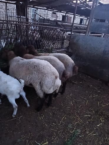 SALAM HEYVANLAR TELEFONDA GORDUYUNUZ KİMİDİ CİNS QUZULARDİ HEYVANDAN