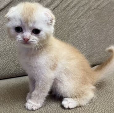 Gəmiricilər: Temiz qan shinshila balalari satilir. 15 .11.25 ilde dogulublar. yemek — 5