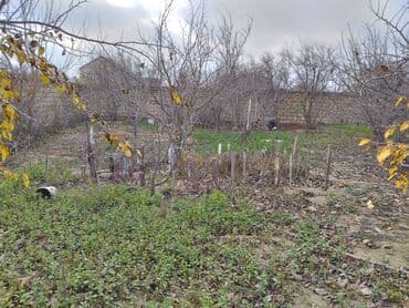 dübəndi torpaq: 11 sot, Tikinti, Makler, Kupça (Çıxarış) — 2