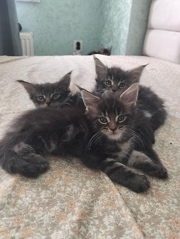 maine coon qiymeti: Meyn-kun, Erkək, Dişi, Ünvandan götürmə — 7