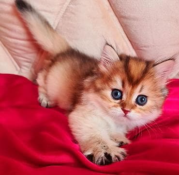 шотландские вислоухие коты: Шиншилла, Самец, Самка, Платная доставка — 3