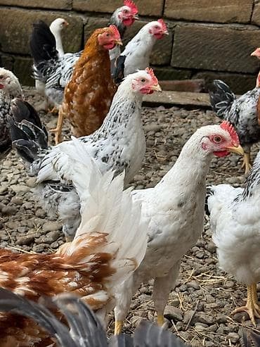 kuçinka toyuqları: Kənd çolpaları 900qr - 1 kq Çox sayda alana qiymətdə endirim — 1