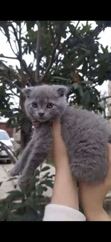 şotland pişiyi satilir: 50 ile 250 arasi cins saf qan saqlam pisiklerimiz var unvana — 10