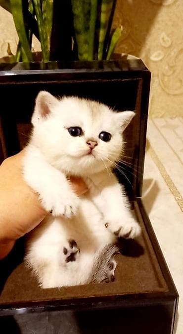 pudel satilir 2020: Britan, Dişi, Yaxşı əllərə, Ünvandan götürmə — 6