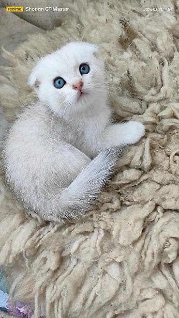 Şotland yastı qulaq