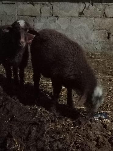 Pişiklər: Məhsul: Qoyunlar (2 baş) Təsvir: - Qara-qəhvəyi yunlu, alnında ağ — 1