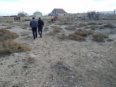 6 sot, Tikinti, Kupça (Çıxarış)