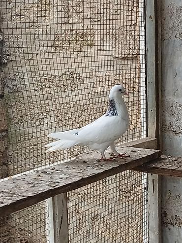 Кошки: Qiymət hamısına aitdir tək təkdə satılır qiymətdə razılaşmaq olar — 9