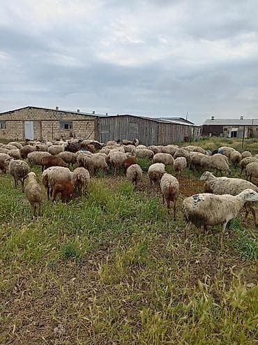 sud saqan: Öz saxladıqım heyvanlardı ləqv edirem deye satiram Real alıcıyla — 6