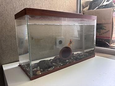 akvaryum altlığı: İki akvarium birlikdə satılır. Ayrı-ayrı satılmır. Digər aksesuarlar — 2
