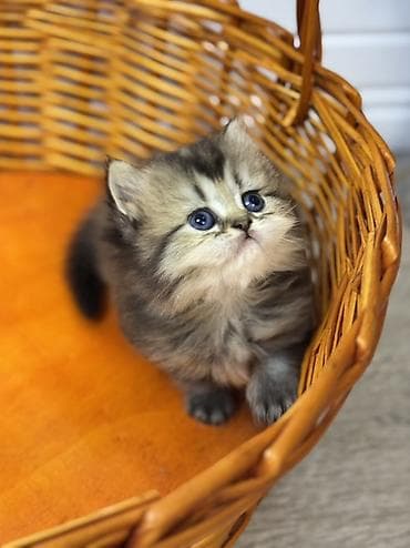 шиншилла кошка: Шиншилла — 5