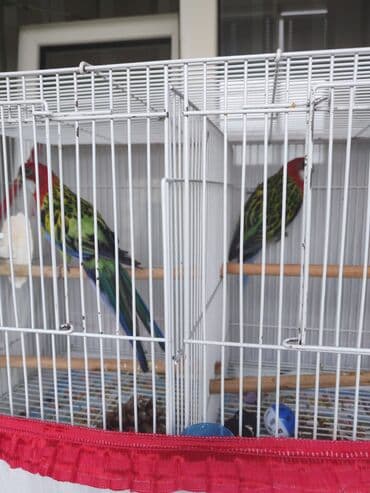 Məhsul: Rəngli rozella (Eastern Rosella) – dekorativ papağan,dişi 1,5