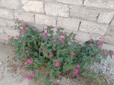 salonda ish: Xidmət: Vizaj və yaradıcı makiyaj - Profesionallıqla icra olunan — 4