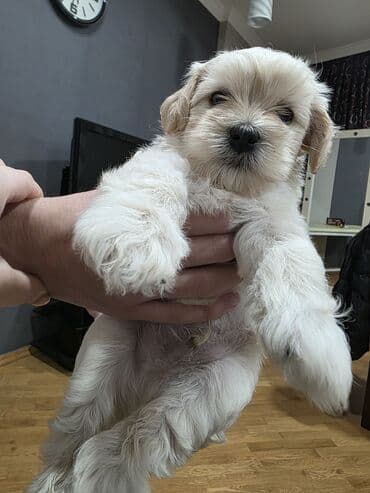 afçarka satılır: Pudel, 1 ay, Erkek, Pulsuz çatdırılma — 1