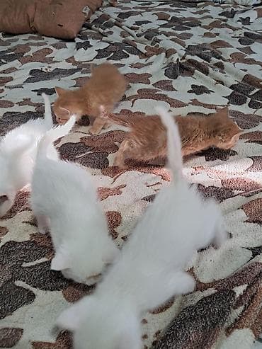 naxcivan heyvan bazari: Yaxşı əllərə — 3