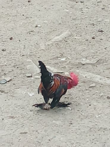 bakida cins ineklerin satisi: YAPON : Xoruz reyal alıcı yaşın 15azndi Təsvir:hem ucuz həm 1ilk — 4