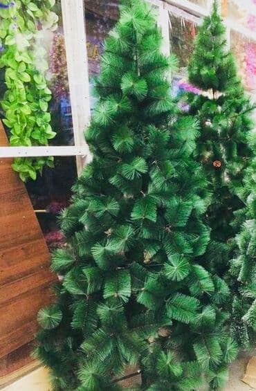 böyük yolka: Yolka — 3