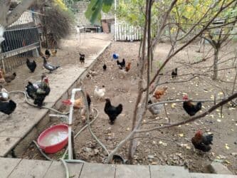 yerli inekler: Başlıq:Ev quşları Təsvir: Həyət quşları satılır: - Ördeyin xoruzu – — 11