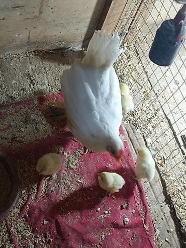 qus sesi: Super cins chox xirda nov ayagi uzun lelekli yaponkalar.xoruz — 10