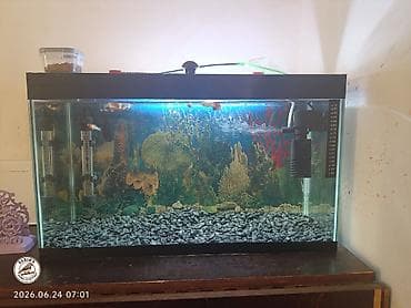 akvarium baliqlari adlari: Akvaryum dəsti salam akva satilir her sey daxil 10 eded quppi 2 — 1