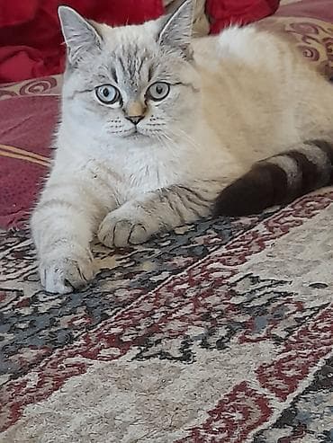 sirin pişik balalari: Şinşilla, Dişi, Ödənişli çatdırılma — 1