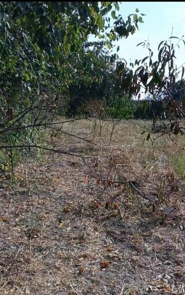 Qarajlar: 25 sot, Biznes üçün, Mülkiyyətçi, Bələdiyyə — 3