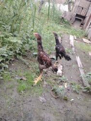 Cinsdi qanni heyvanlardi pula lazim olduqundan satilir xoruzda 50 m lalafo.az -da Cinsdi qanni heyvanlardi pula lazim olduqundan satilir xoruzda 50 m