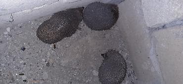 şüşe qab: Saglam gumrah catdirlma pulsuz Evlər və həyətyanı sahələr üçün təbii — 2