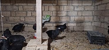 tap az quşlar: 17 ədəd avstralop cücəsi 2 ay 20 günlüyündə biri 25 m 6 ədəd kənd — 5