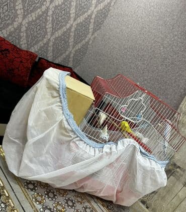 taxta qəfəs: Quşlar üçün nəzərdə tutulmuş qırmızı rəngli qəfəs. Qəfəsin içərisində — 2