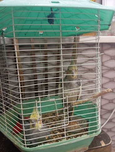 cuce qefes: Növ: Nimfa (Cockatiel) tutuquşuları – cüt Rənglər: sarı-boz tonlarda — 2