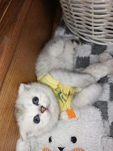 Şinşilla, Dişi, Erkək, Yaxşı əllərə, Ödənişli çatdırılma, Rayonlara çatdırılma, Ünvandan götürmə