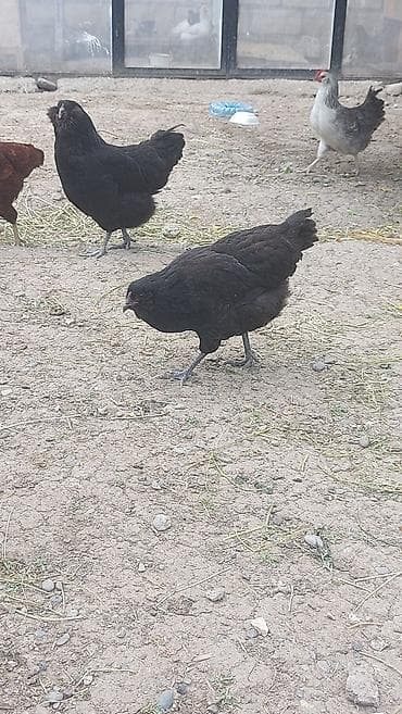 kənd toyuğu: Toyuq, Damazlıq — 3