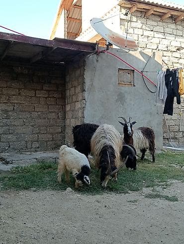 dovsan satisi: Dişi, Alpine, il: 1, 60 kq, Damazlıq, Südlük, Ətlik, Pulsuz çatdırılma — 4