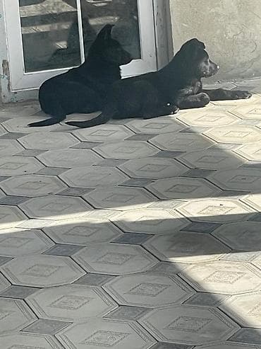 İki qara rəngli balaca it balası - Sayı: 2 ədəd - Rəng: tam qara