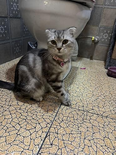 pişik adı: Britan yastı qulaq, Dişi, Yaxşı əllərə, Ünvandan götürmə — 4