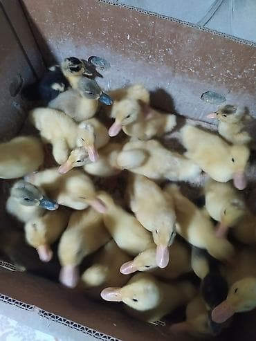 cins dana: 15 gunluk pekin ordey balalar stilir 3 azn — 1